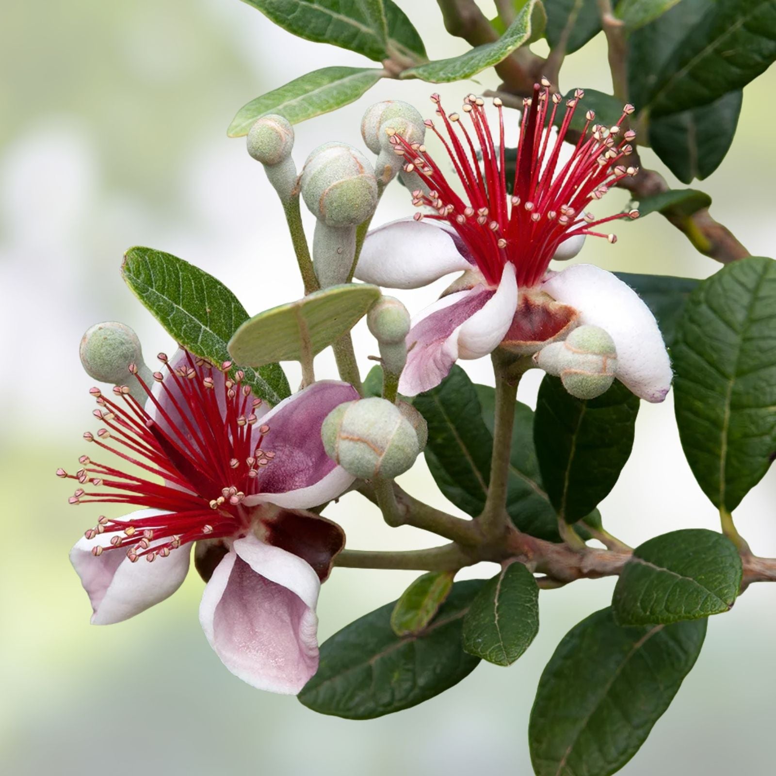 Pineapple Guava Tree Cuttings Feijoa sellowiana Live Plant Propagation Starter Bare Root Houseplant