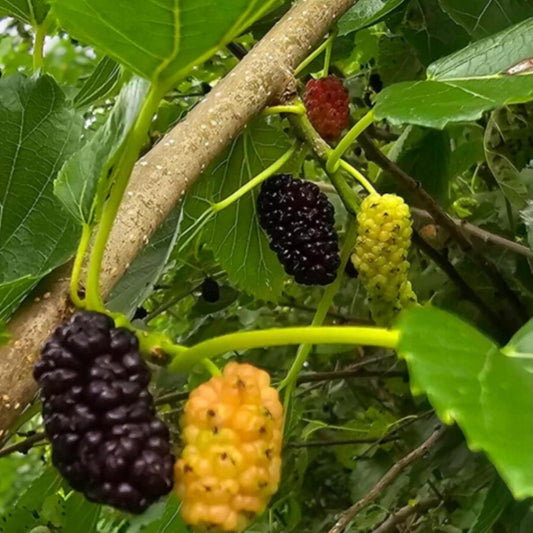 Mulberry Cuttings 15-Pack Unrooted Organic Morus alba Fruit Tree Propagation Wholesale