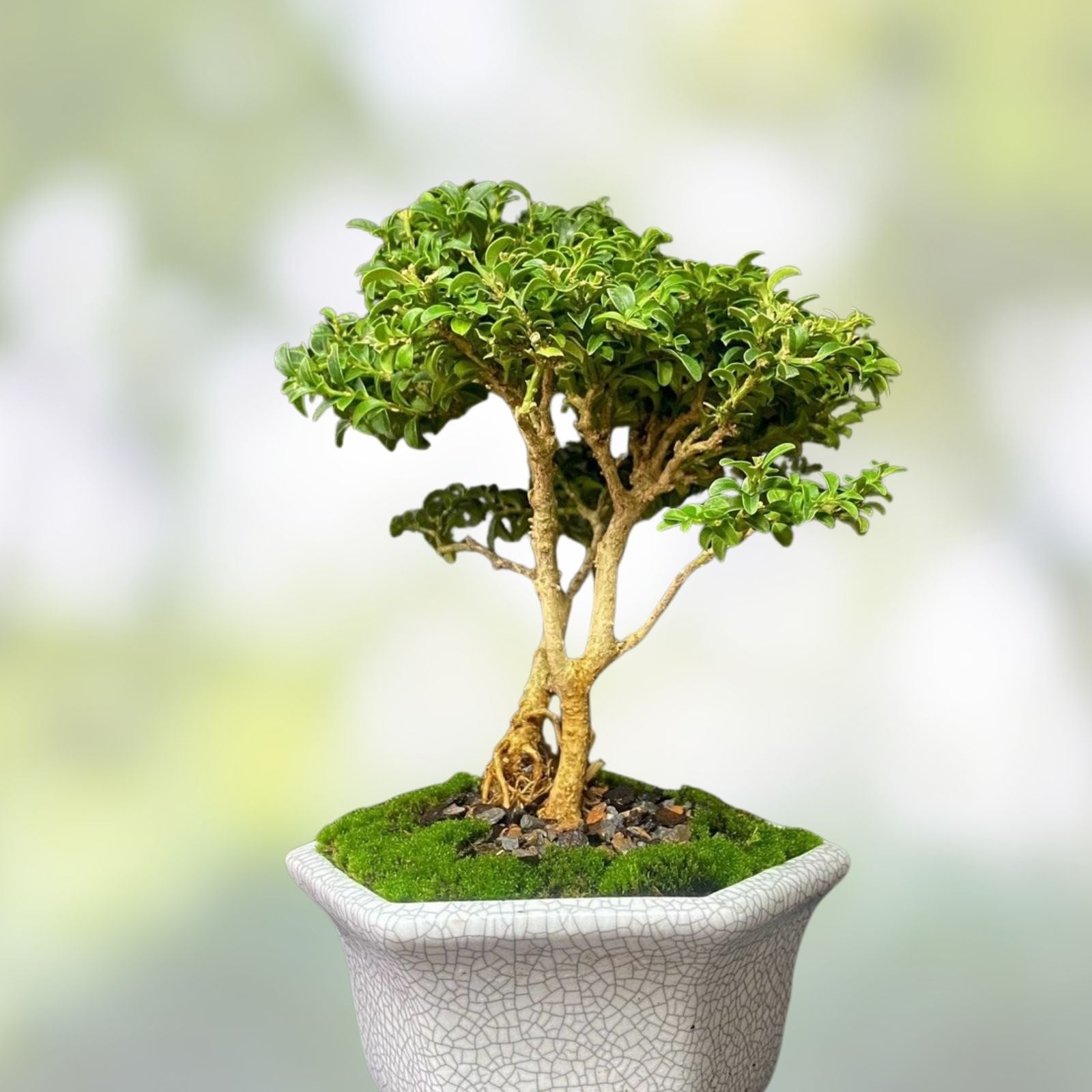 Bonsai Tree Kingsville Boxwood Shohin 8” in Crackle Glaze Pot, Buxus microphylla, Miniature Evergreen Plant, Fast Shipping