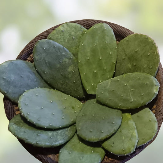 Opuntia Cactus Pads Edible Nopal Superfood for Tortoises Reptiles Live Plant Cutting - Easy to Grow