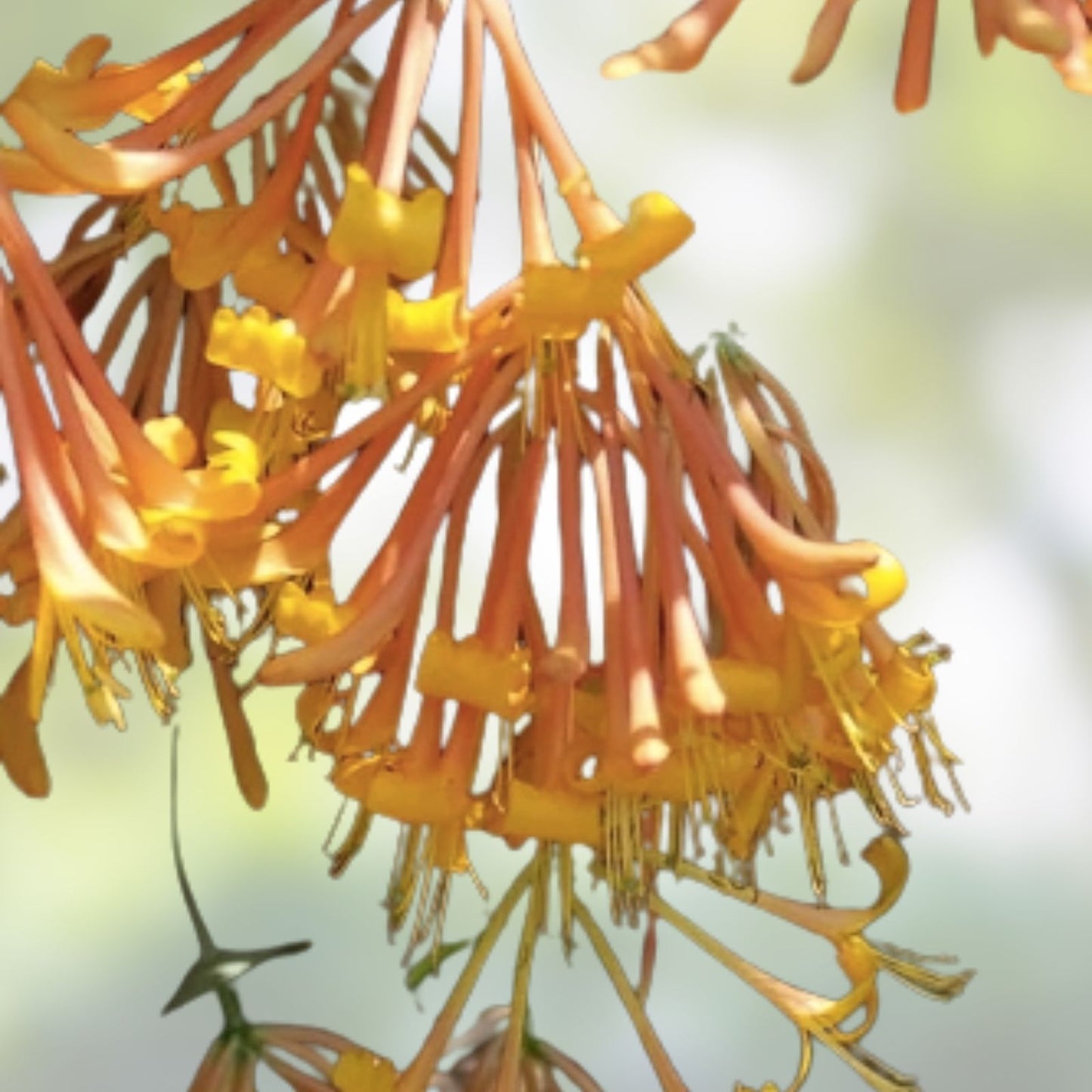 Honeysuckle Vine Seeds 20 Pack Orange Flowers Lonicera ciliosa Live Plant Cutting Bare Root Starter Plant