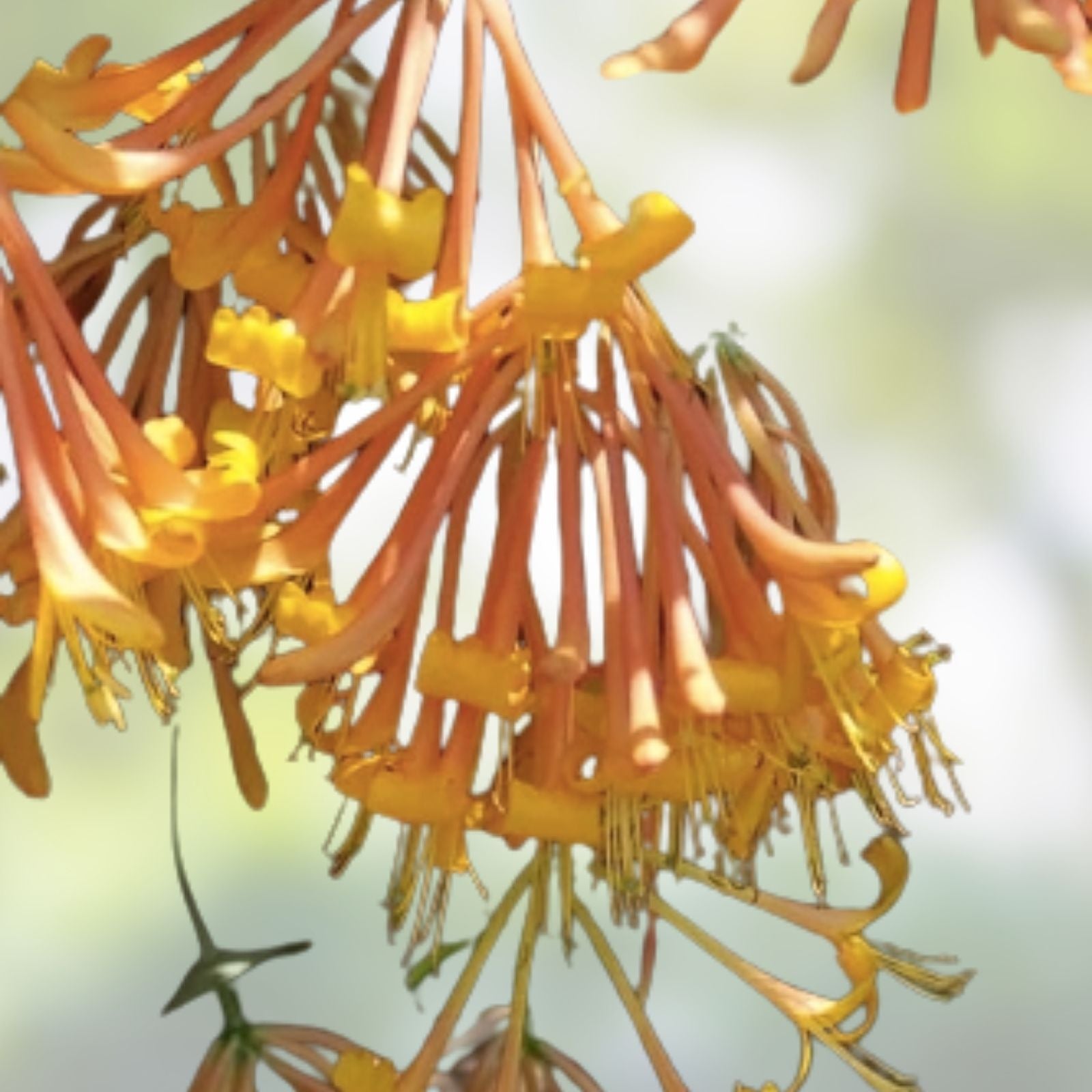 Honeysuckle Vine Seeds 20 Pack Orange Flowers Lonicera ciliosa Live Plant Cutting Bare Root Starter Plant