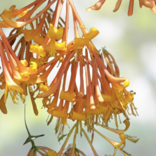 Honeysuckle Vine Seeds 20 Pack Orange Flowers Lonicera ciliosa Live Plant Cutting Bare Root Starter Plant