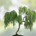 Weeping Willow Bonsai Cutting Dwarf Salix Babylonica Live Plant Starter Tree for Bonsai Landscaping