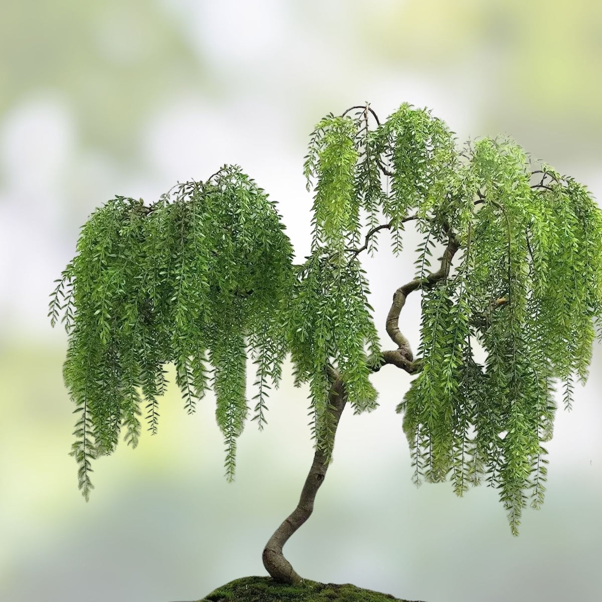 Weeping Willow Bonsai Cutting Dwarf Salix Babylonica Live Plant Starter Tree for Bonsai Landscaping