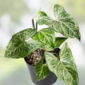 Syngonium Batik Plant - Variegated Green White Houseplant - Rooted Potted Plant - Indoor Foliage Plant