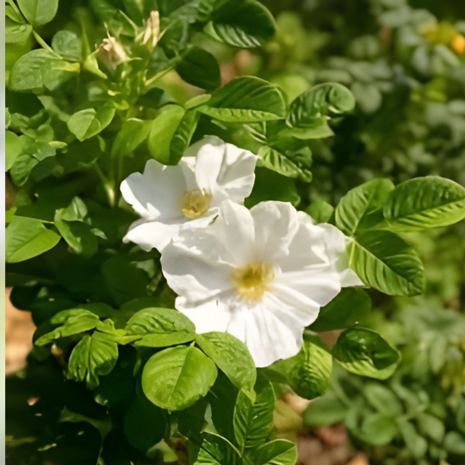 White Rose Bush Seeds Rosa Rugosa Alba Flowering Shrub Garden Plant 30+ Seeds Live Starter Bare Root