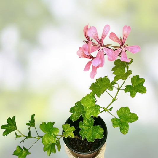 Ivy Geranium Cuttings 6 Pack Pelargonium peltatum Flowering Houseplant Garden Propagation Starter Plant