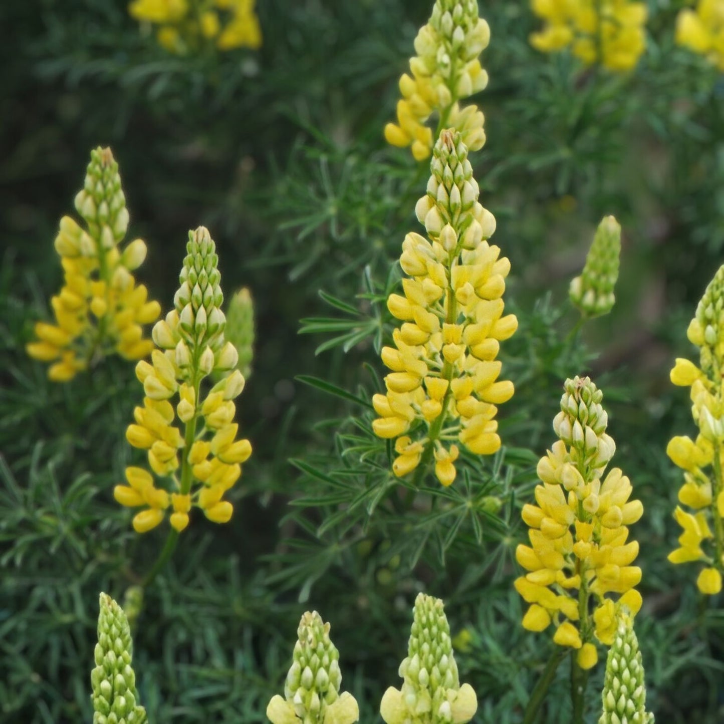 Lupine Seeds 20+ Golden Yellow Flowers Perennial Live Plant Cutting Bare Root Starter Houseplant