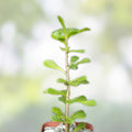 Rare Pereskia portulacifolia Cactus Bonsai Succulent Desert Plant 2" Live Houseplant Cutting