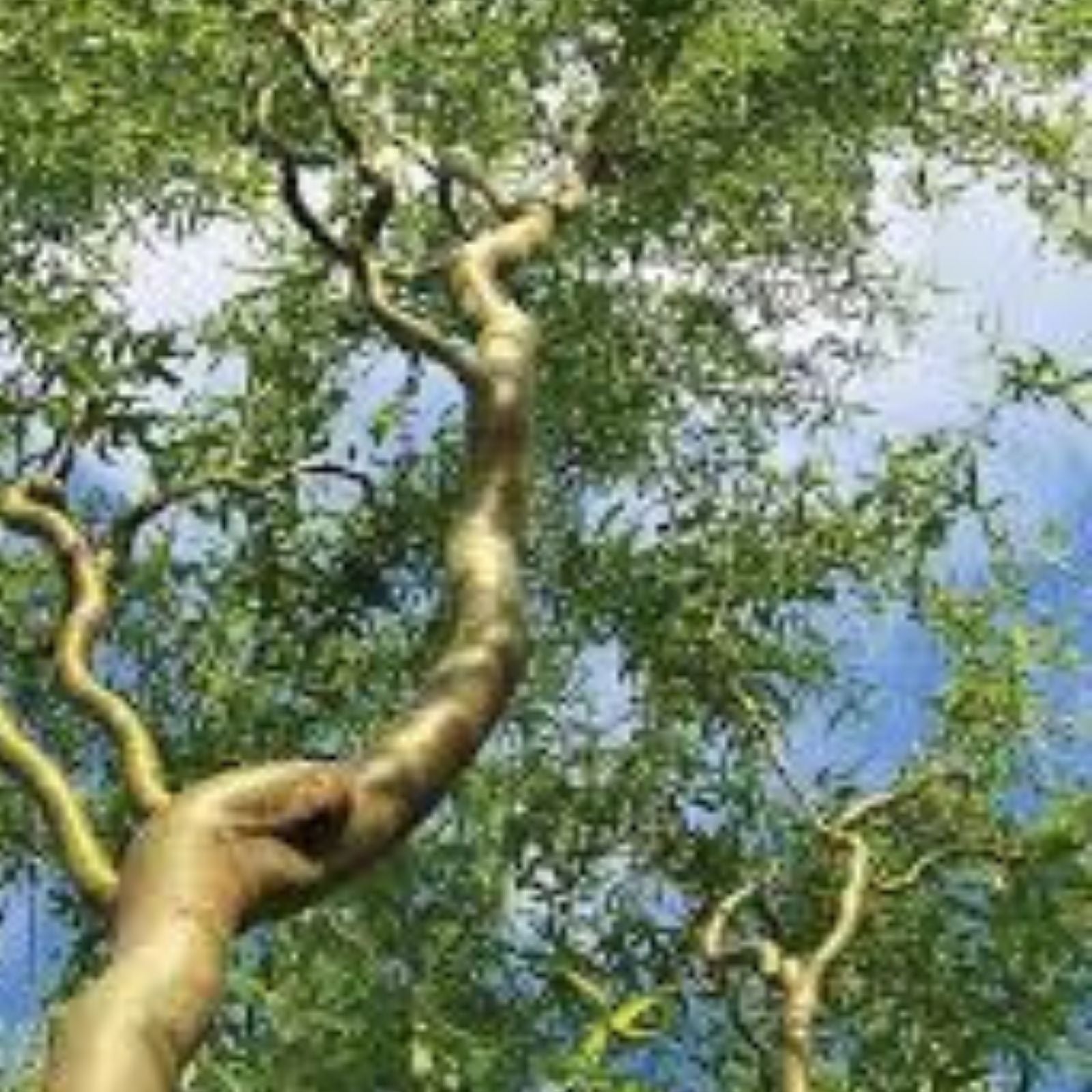 Corkscrew Willow Tree Bare Root 2-3 ft Twisted Branches Salix matsudana 'Tortuosa' for Landscaping
