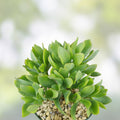 Crassula Undulatifolia Ripple Jade Succulent Cuttings 8 Pack, Indoor Houseplant, Drought Tolerant, Easy Care, Live Plant, Starter Plant