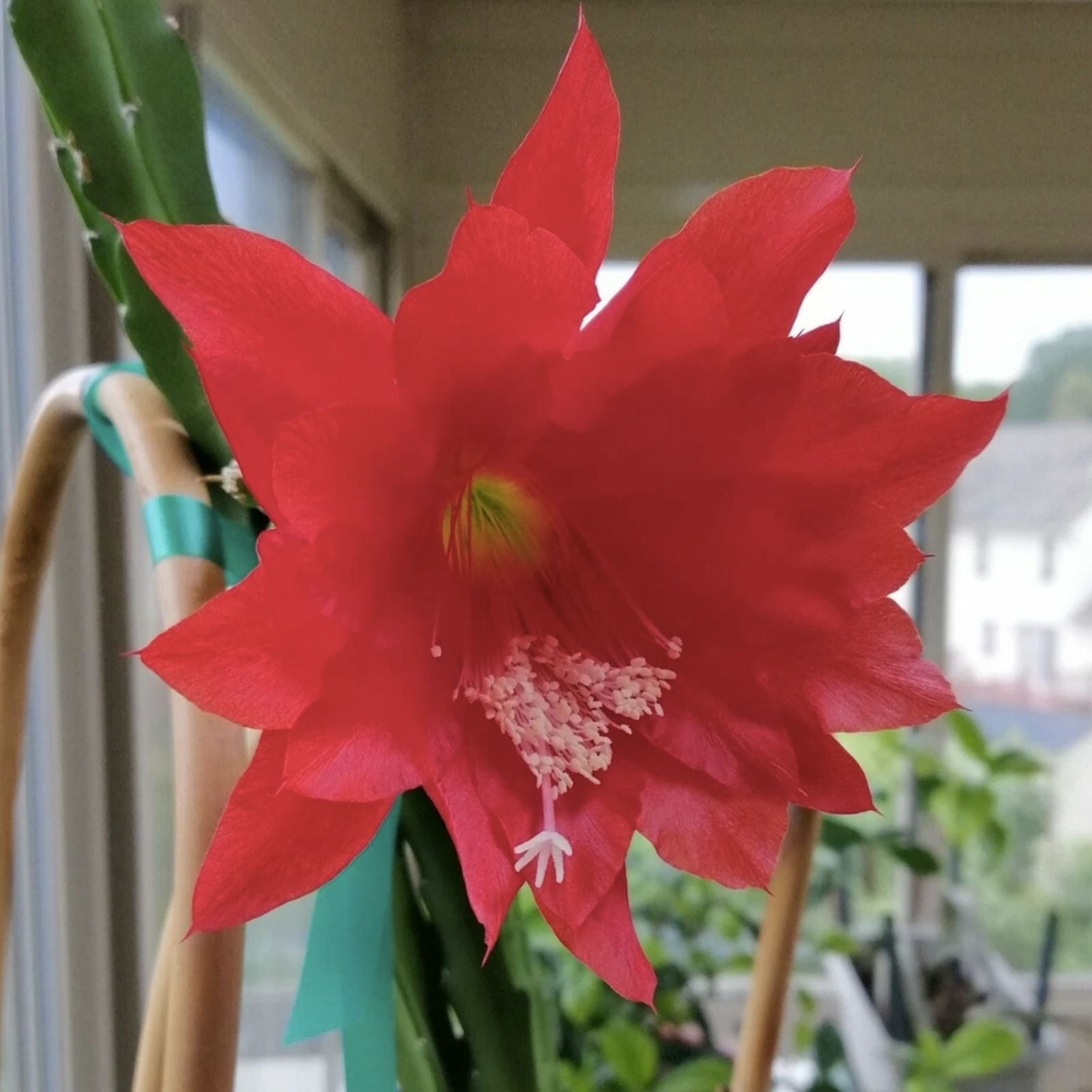 Epiphyllum Cutting Unrooted HB La Donna Veneziana Exotic Cactus Variety 2025 - Easy to Grow Succulent Plant