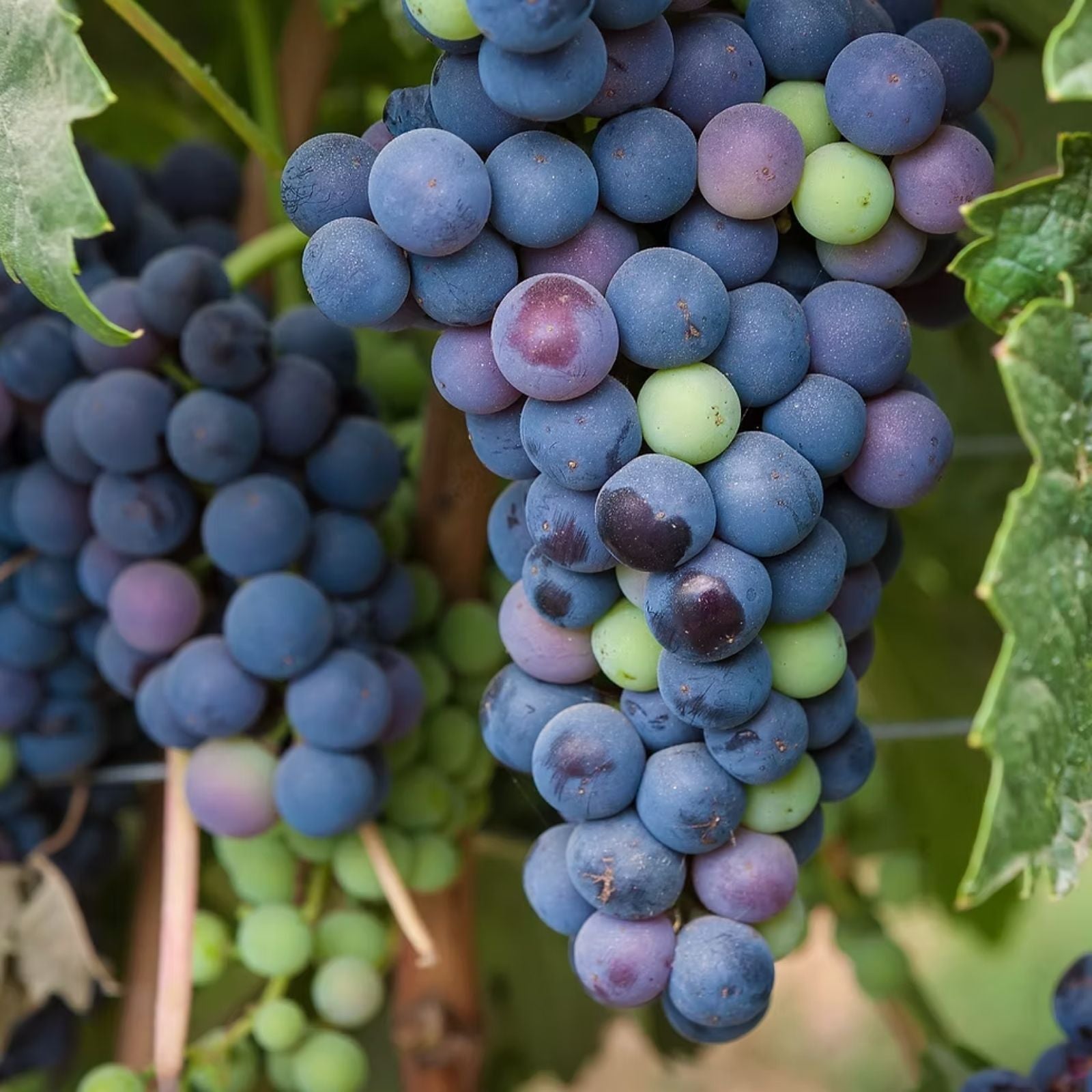 Cotton Candy Grape Cuttings Vitis vinifera Dormant Hardwood Clones for Grape Vine Propagation, Live Plant, Starter Plant