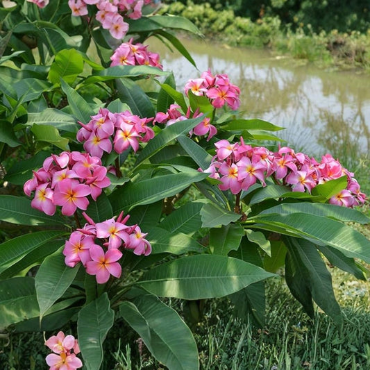 Hawaiian Plumeria Cuttings Miami Rose Frangipani Tropical Flowering Plant 12-14" Live Starter Plant