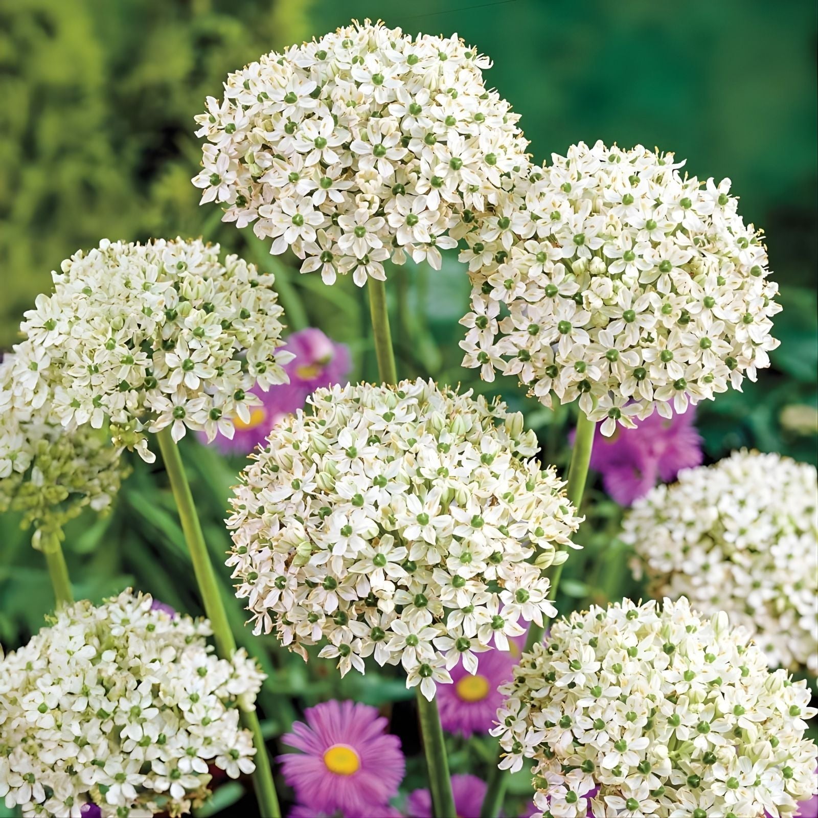 Allium nigrum Bulbs 5-Pack White Green Flowering Live Plant Fragrant Deer Rabbit Resistant Mid-Spring Bloom