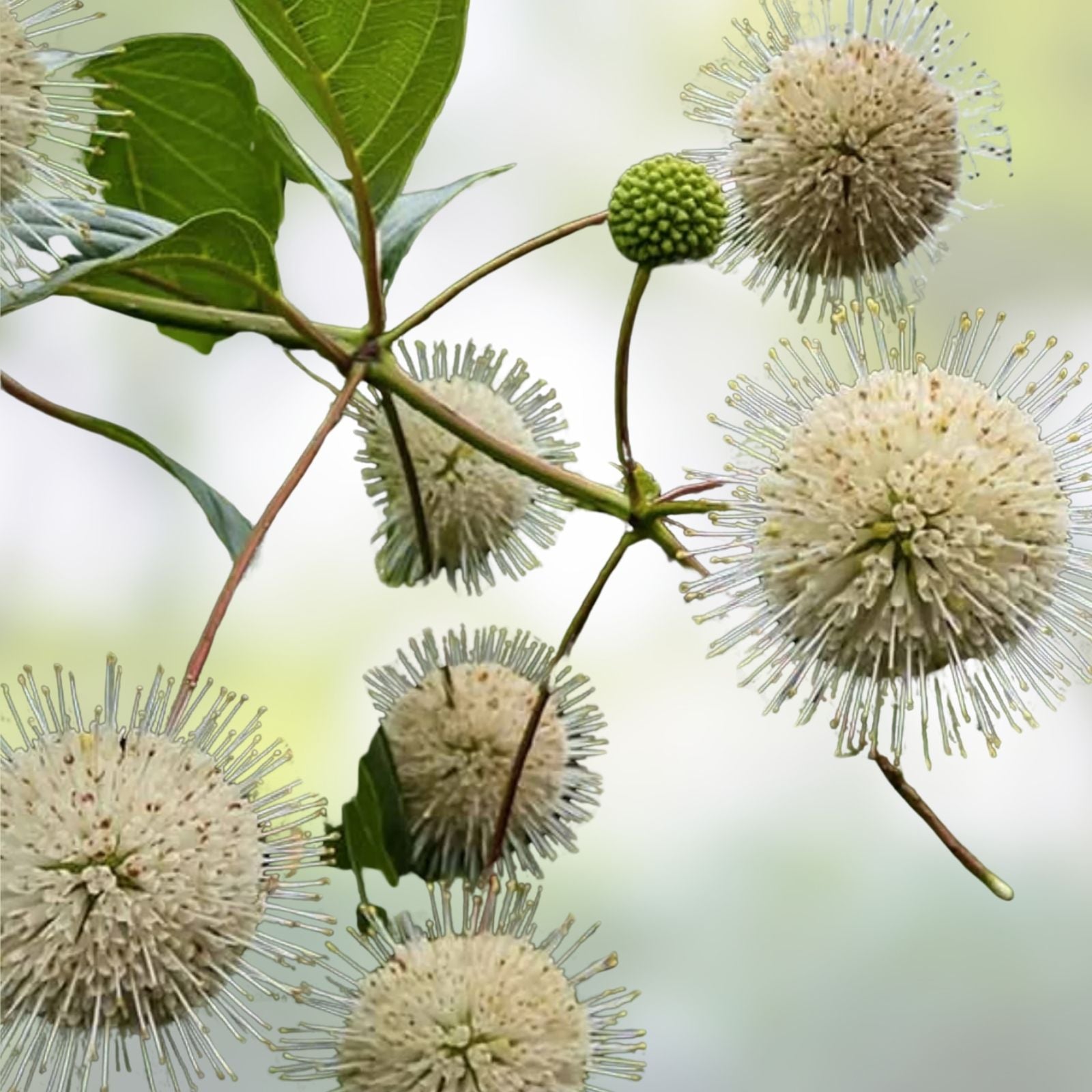 Buttonbush Seeds 100 Count - Cephalanthus occidentalis - Native Wetland Plant for Gardens and Pollinator Habitats