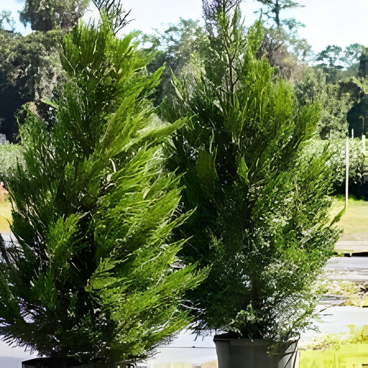 Leyland Cypress Trees 12-18" Live Evergreen Plants Box of 25 for Privacy Landscaping Fast-Growing