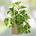 Epipremnum Pinnatum Marble Cutting | Rare Marble Pothos Houseplant | Live Indoor Plant | Houseplant Starter | Green Indoor Plant