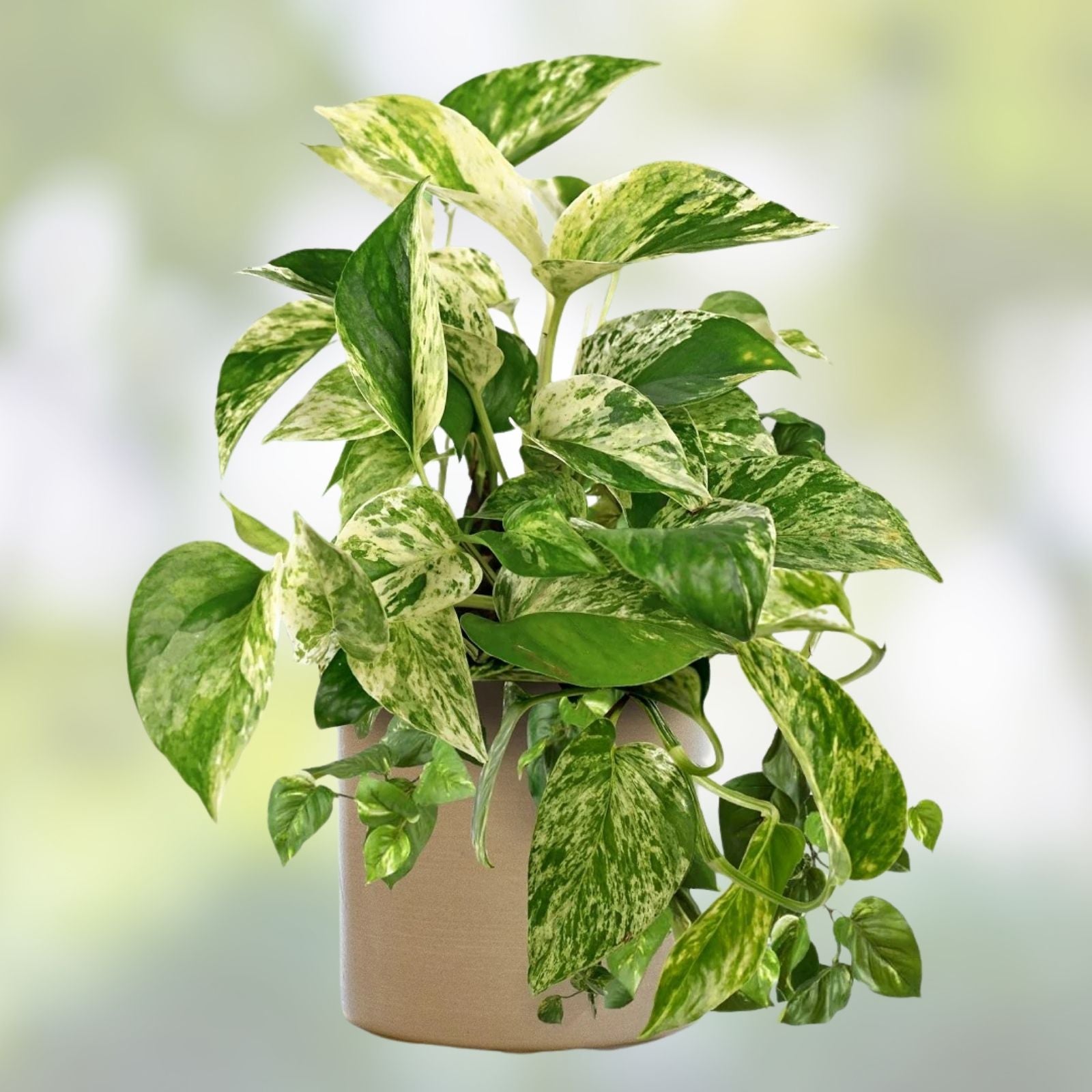 Epipremnum Pinnatum Marble Cutting | Rare Marble Pothos Houseplant | Live Indoor Plant | Houseplant Starter | Green Indoor Plant