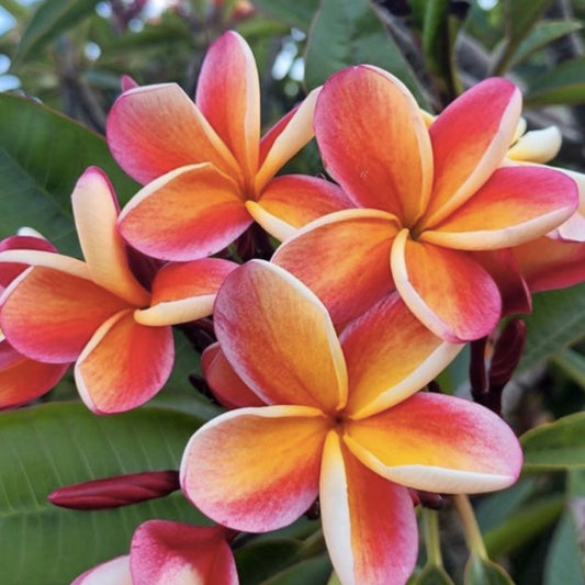 Jamaican Fire Plumeria Cutting - Tropical Flowering Plant - Plumeria rubra - Live Garden Plant - Starter or Bare Root