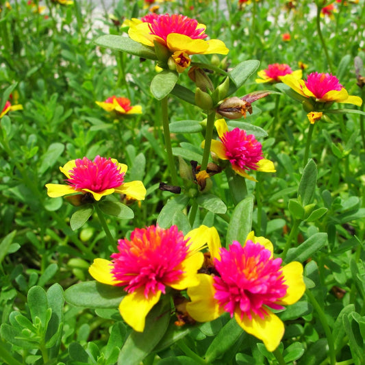 Mango Twist Portulaca Succulent Cutting - Colorful Purslane Plant - Live Houseplant - Drought Tolerant, Easy Care, USDA Zones