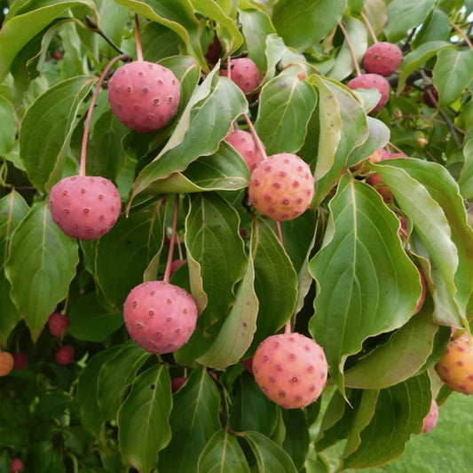 Kousa Dogwood Seeds 30 Pack - Cornus kousa Ornamental Tree Seeds for Garden Landscaping and Planting