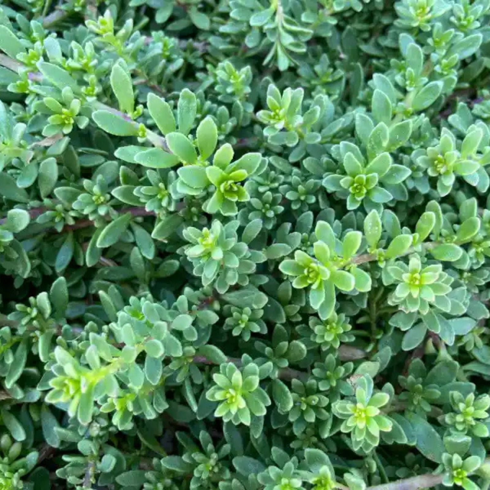 Creeping Boobialla Cuttings, Myoporum parvifolium, Native Myrtle Ground Cover Plants for Gardens and Landscaping