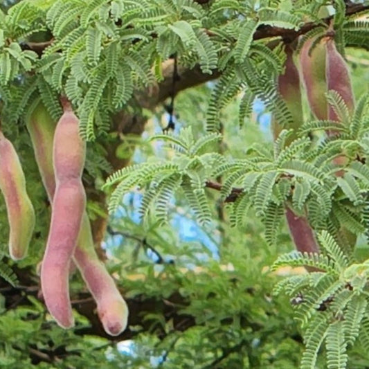 Maverick Honey Mesquite Seed Pods Thornless 10 Pack Live Plant Desert Shrubs Prosopis Maverick Starter Plant
