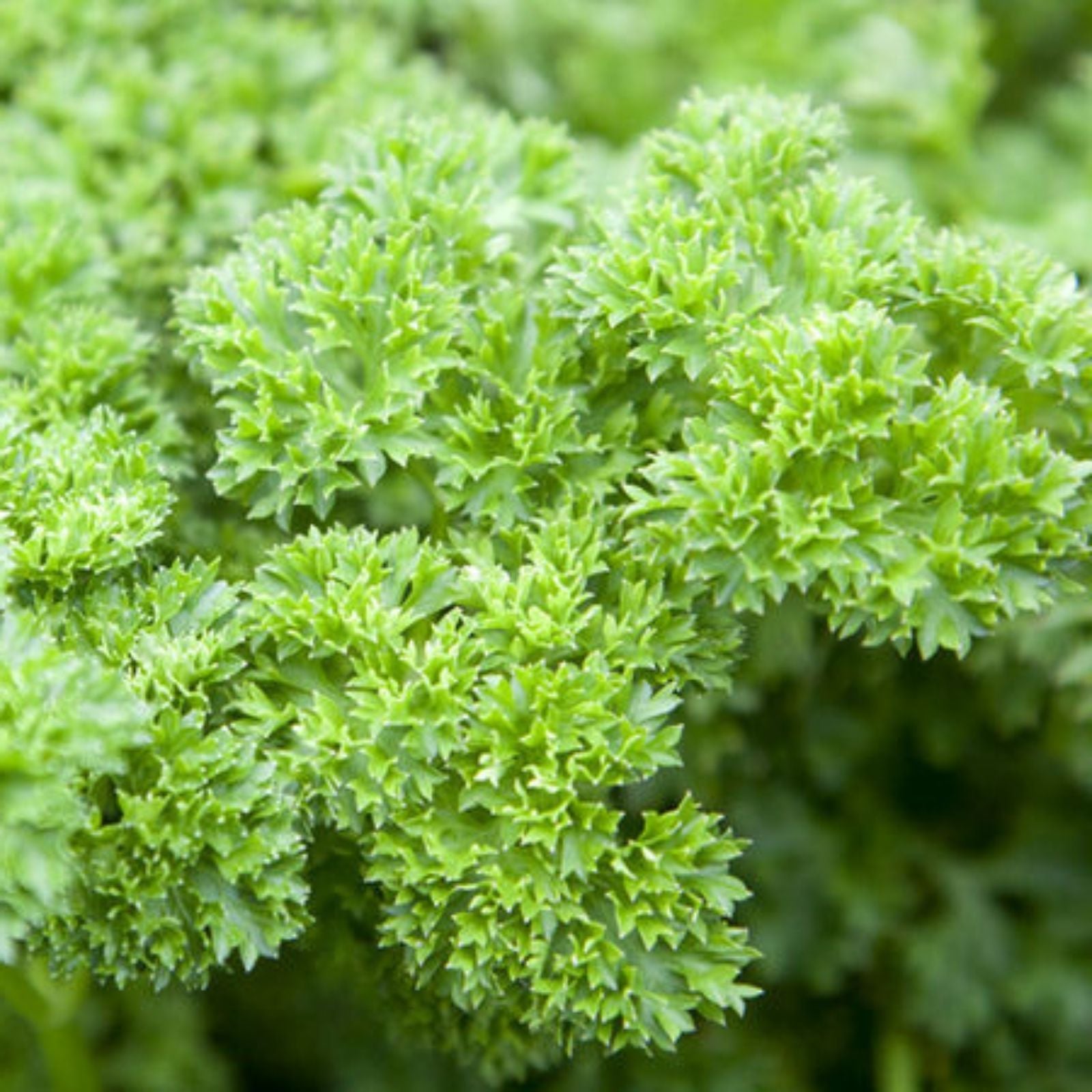 Heirloom Triple Curled Parsley Seeds Non-GMO Organic Culinary Herb Petroselinum crispum 25+ Starter Plants