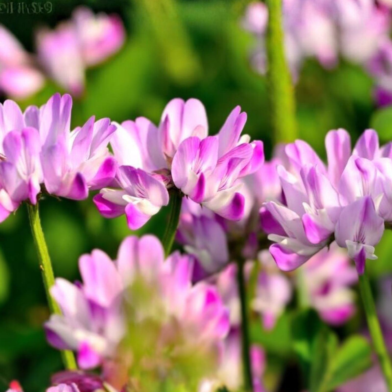 Chinese Milk Vetch Flower Seeds 500 Pack, Astragalus sinicus, Cover Crop, Soil Improvement, Garden Planting Seeds