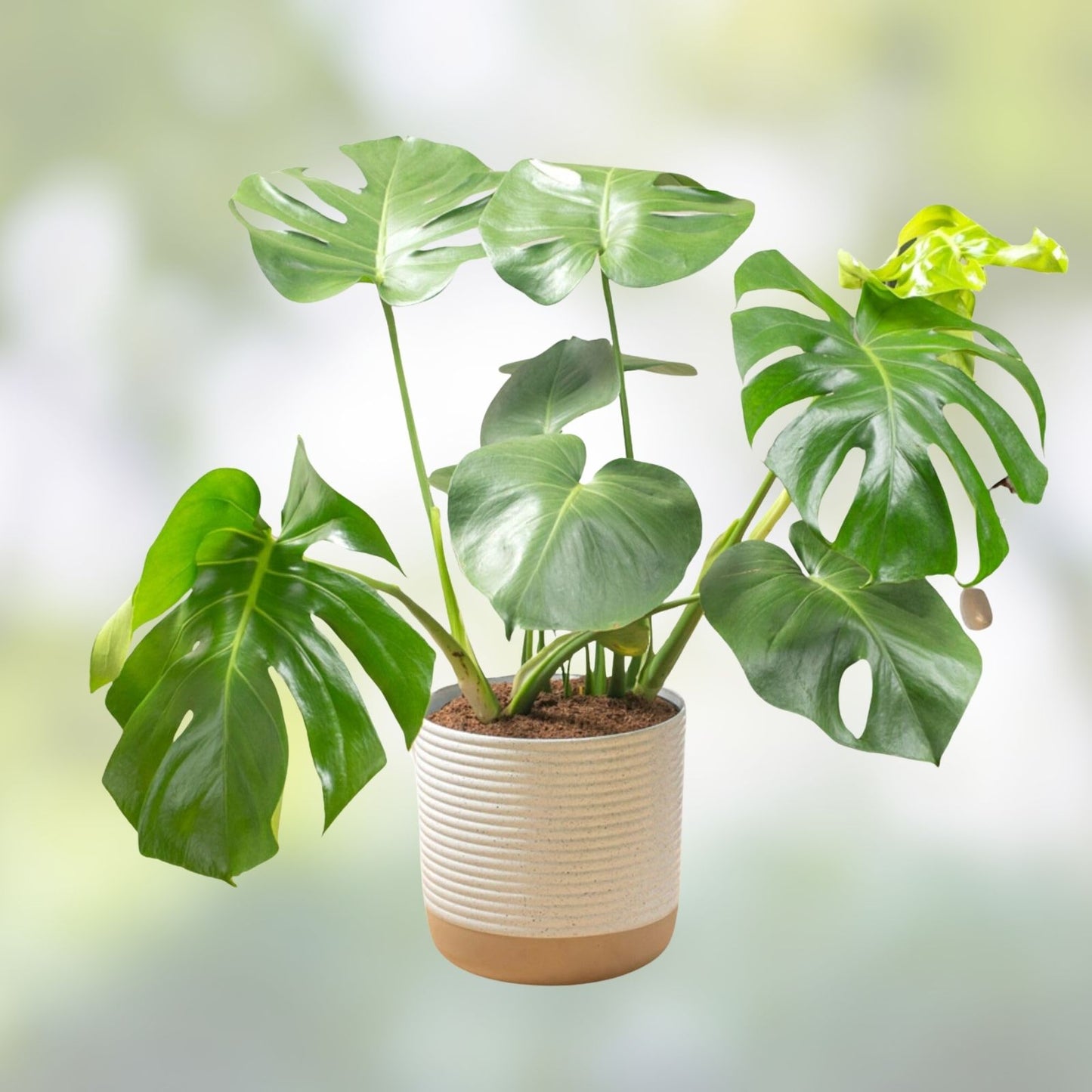 Monstera Deliciosa Live Plant Cuttings 5ct, Variegated Swiss Pothos Epipremnum aureum, Indoor Houseplant, Unrooted Starter Plants