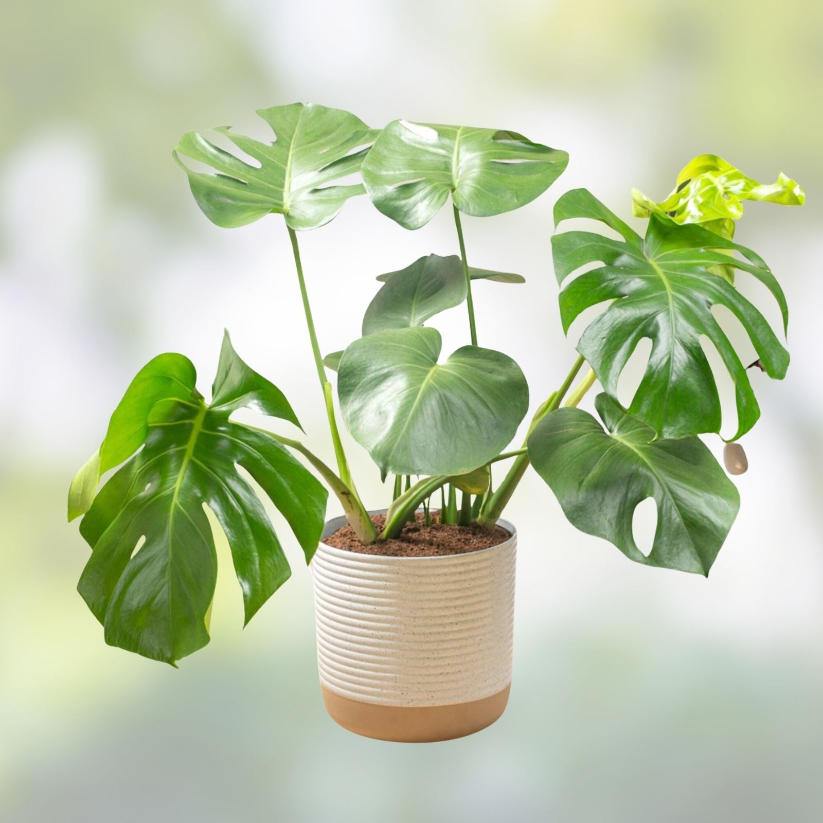 Monstera Deliciosa Live Plant Cuttings 5ct, Variegated Swiss Pothos Epipremnum aureum, Indoor Houseplant, Unrooted Starter Plants