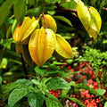 Starfruit Tree Cuttings 6-8 Inches Averrhoa carambola Live Fruit Tree Propagation Material