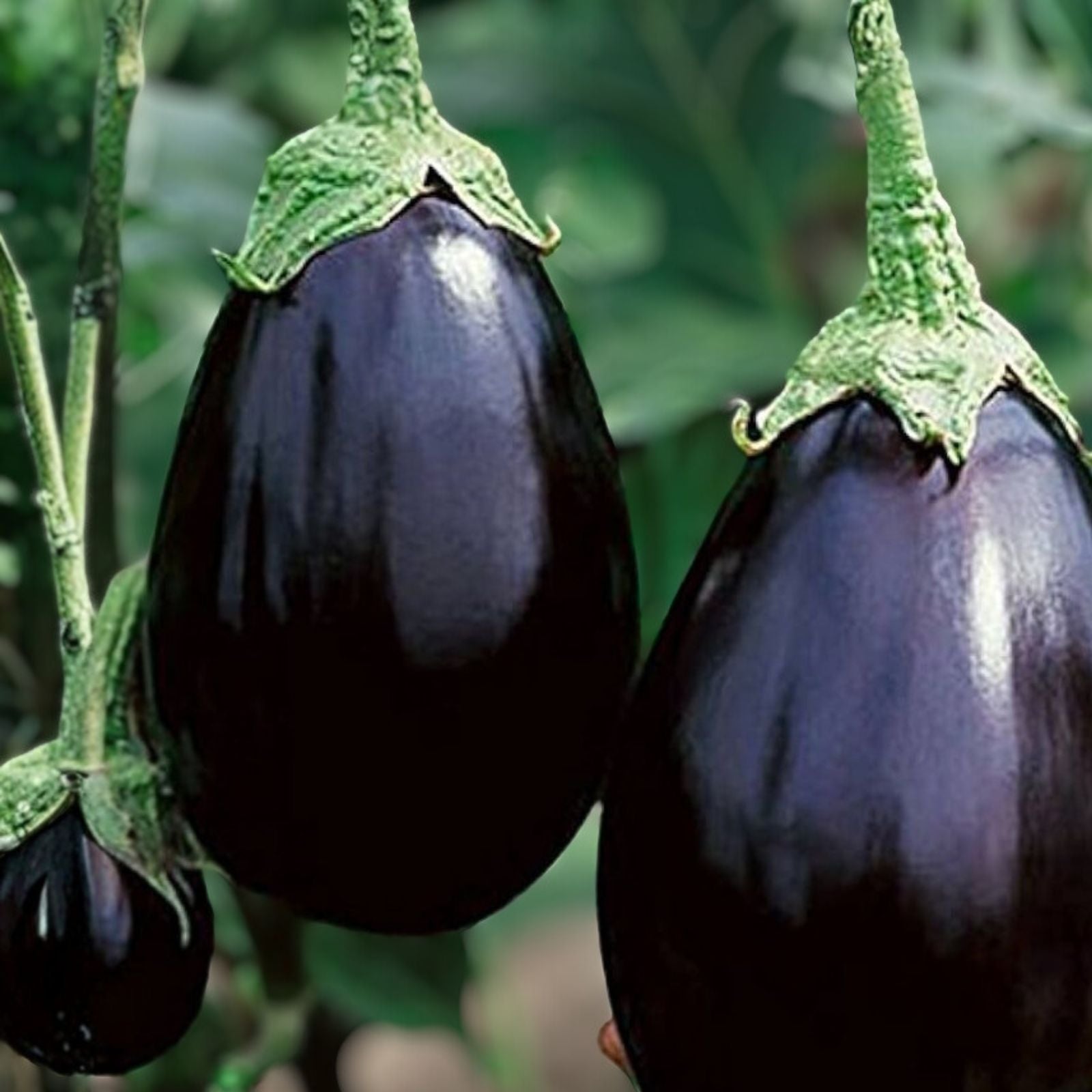 Eggplant Seeds Black Beauty Heirloom Non-GMO Vegetable Seeds 50 Count Solanum melongena