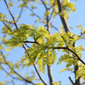 Sugar Maple Tree Seeds - 20+ Acer saccharum Seeds for Planting - Vibrant Yellow Fall Leaves - Hardwood Tree Seeds
