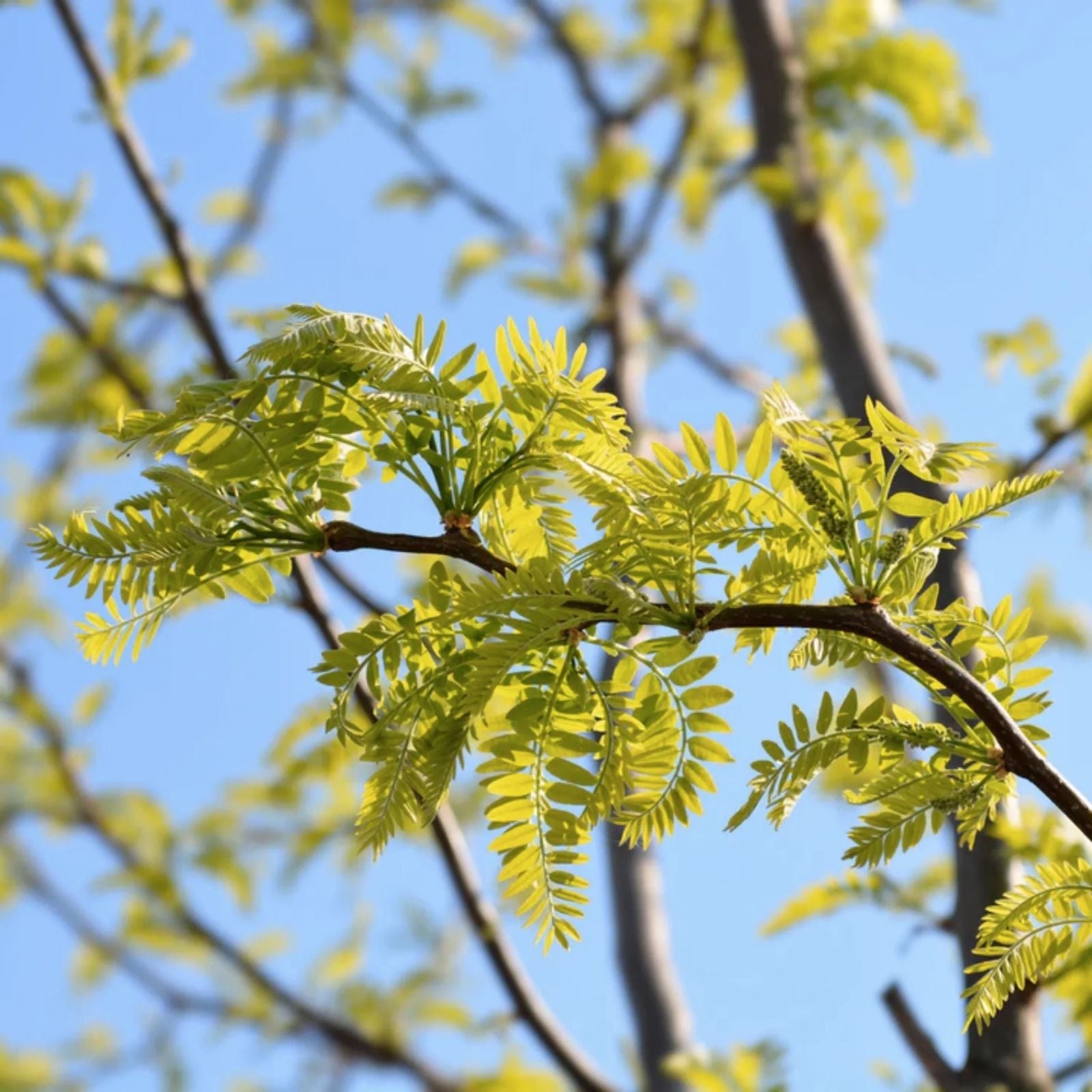 Sugar Maple Tree Seeds - 20+ Acer saccharum Seeds for Planting - Vibrant Yellow Fall Leaves - Hardwood Tree Seeds