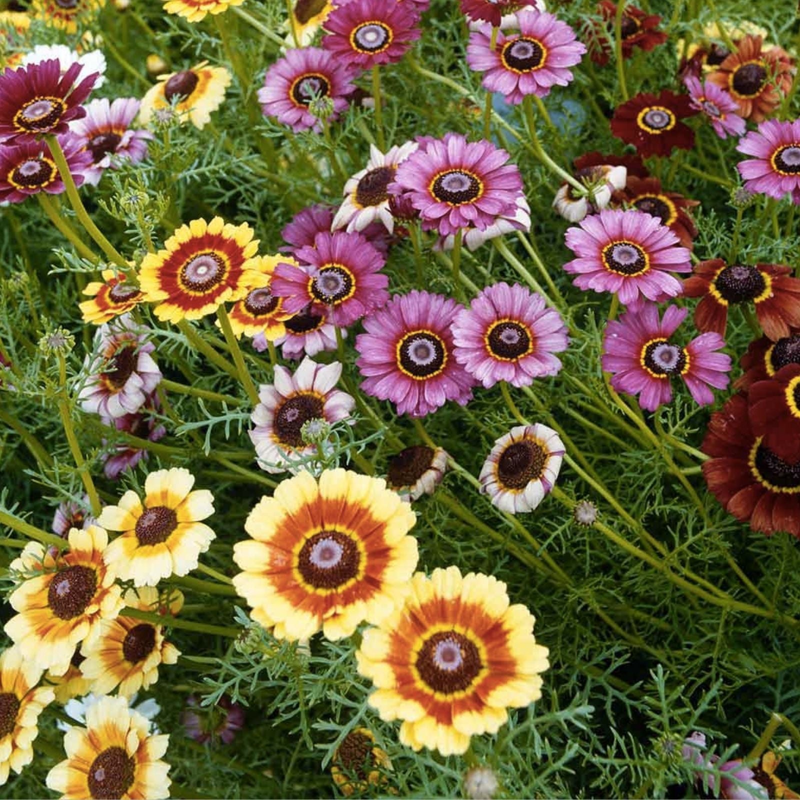 Painted Daisy Seeds 200 Organic Perennial Flower Seeds Bright Colorful Blooms Live Plant Cutting Bare Root Starter Plant Free Shipping
