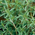 Summer Savory Herb Seeds - Non-GMO Heirloom Satureja hortensis Garden Spice Starter Plant Cutting