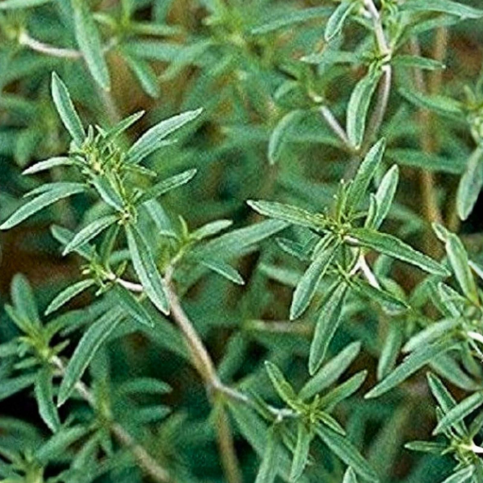 Summer Savory Herb Seeds - Non-GMO Heirloom Satureja hortensis Garden Spice Starter Plant Cutting