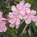 Pink Oleander Seeds Nerium Oleander Live Plant Seeds for Landscaping Garden Tree Ornamental Flower Seeds 60 Pack