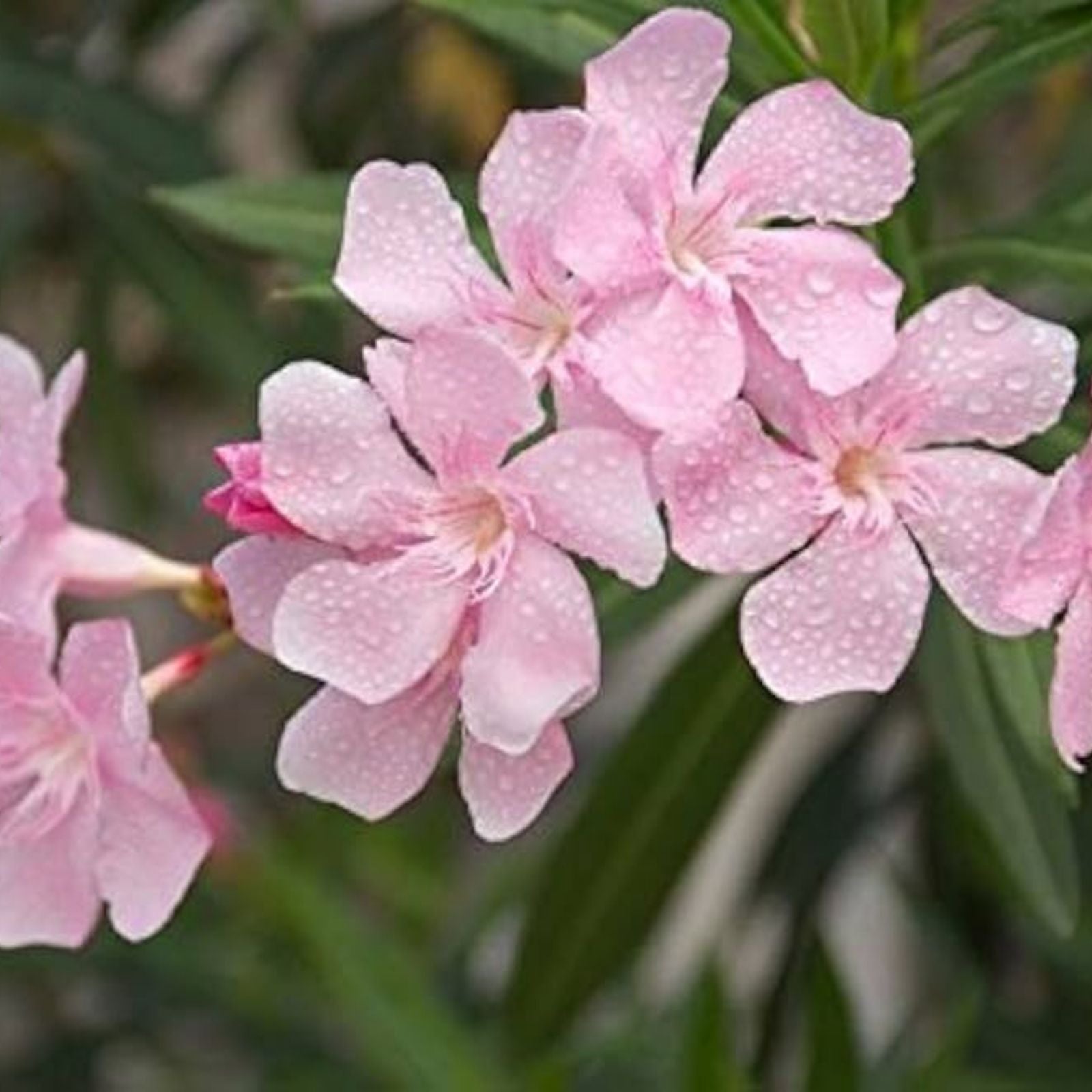 Pink Oleander Seeds Nerium Oleander Live Plant Seeds for Landscaping Garden Tree Ornamental Flower Seeds 60 Pack