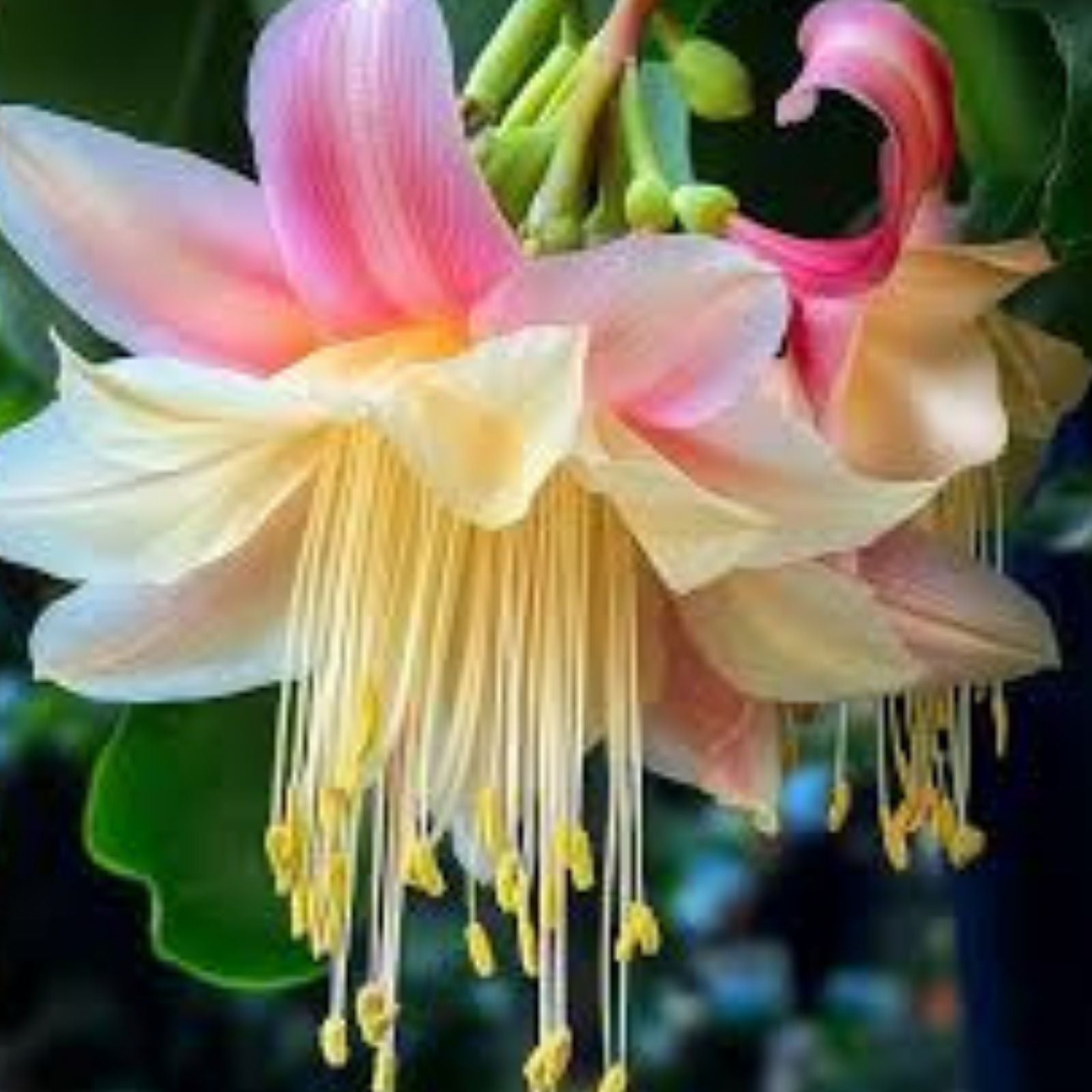 Epiphyllum Orchid Cactus Cuttings 6-Pack White Pink Succulent Live Plant Houseplant Garden