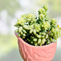 Sedum Dendroideum Succulent Cuttings 5 Pack Live Plant Drought Tolerant Indoor Garden Propagation