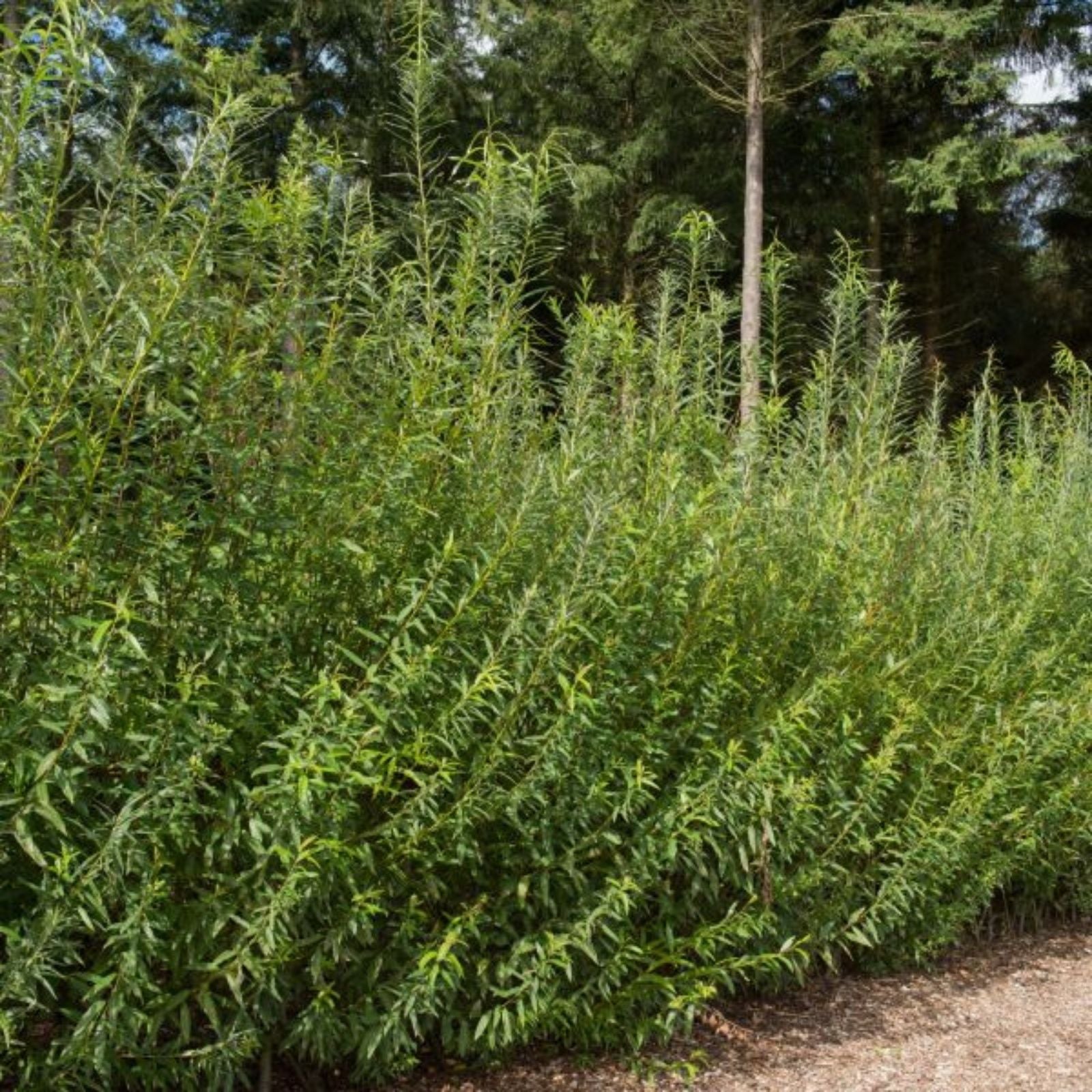 Austree Hybrid Willow Tree Cuttings – 20 Fast Growing Salix x sepulcralis for Planting – New Harvest Quality