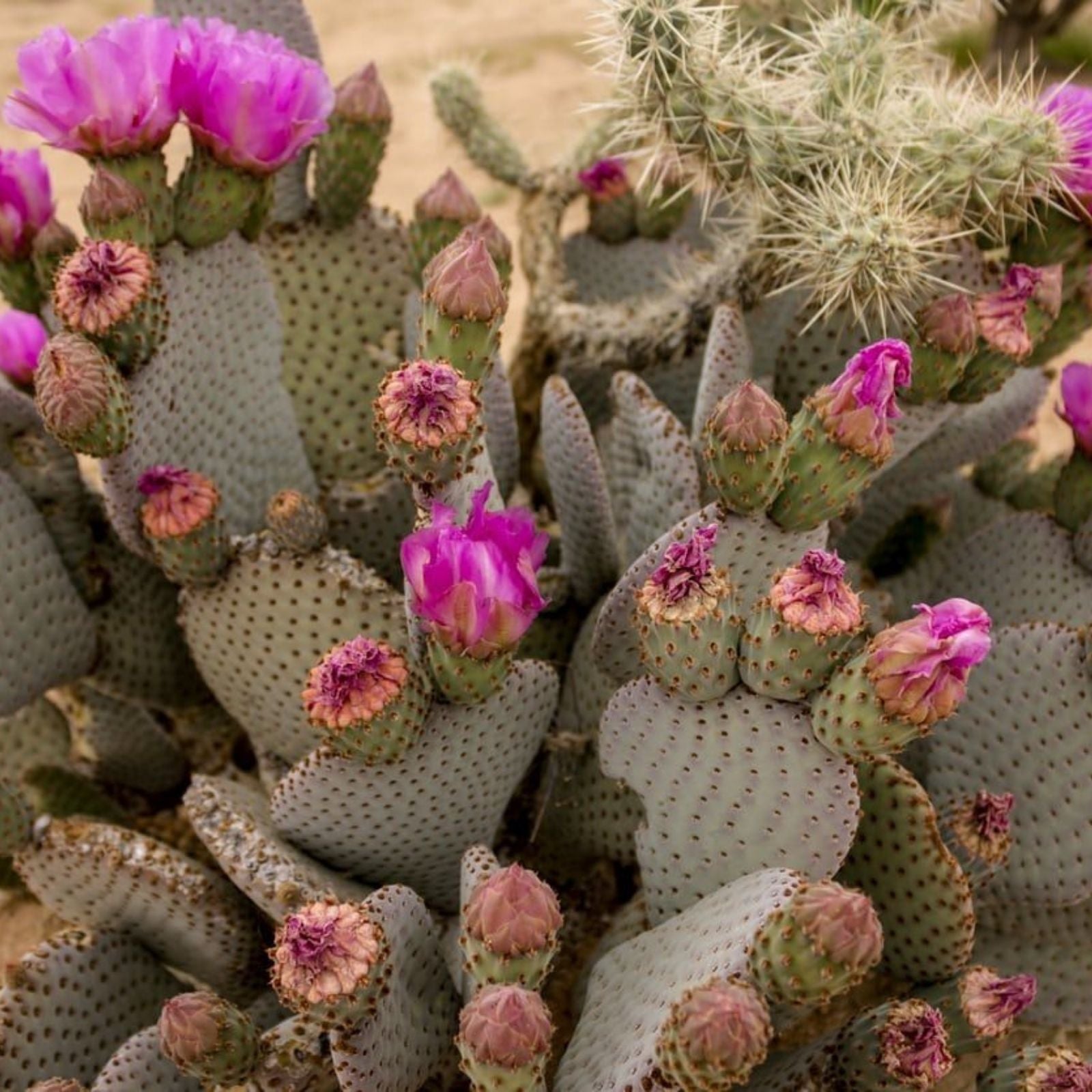 Beaver Tail Cactus Opuntia basilaris 1 Pad Pink Flowers Succulent Desert Plant Indoor Outdoor Easy Care