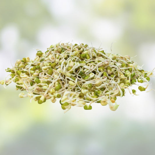 Mung Bean Sprout Seeds 100 Count – Organic Non-GMO Vigna radiata for Kitchen Garden, Sprouting & Healthy Eating