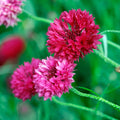 Bachelor Button Seeds Tall Red Variety 50 Count Centaurea cyanus Flower Seeds for Cutting Garden, Live Plant, or Starter Plant