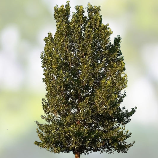 Hybrid Poplar Tree Cuttings – Fast Growing Shade Trees for Planting – Populus deltoides – New Harvest Quality