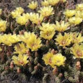 Rooted Opuntia fragilis Prickly Pear Cactus Live Succulent Drought-Tolerant Plant Starter